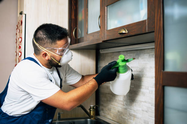 Best Wasp Removal Services  in Rochester, PA