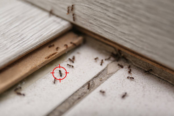 Best Commercial Pest Control Services  in Rochester, PA