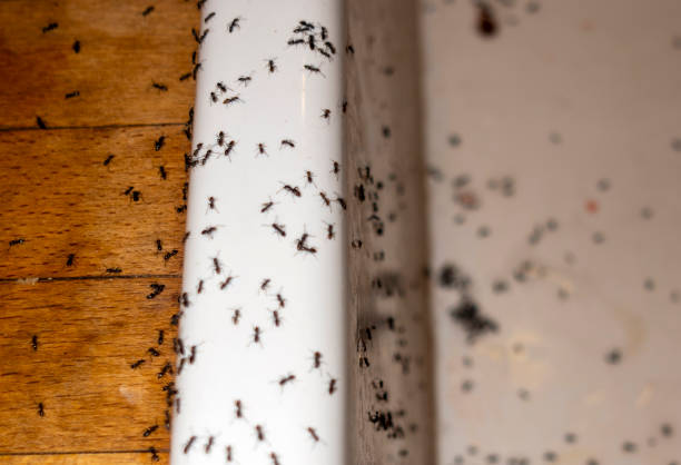 Best Best Pest Control Companies  in Rochester, PA